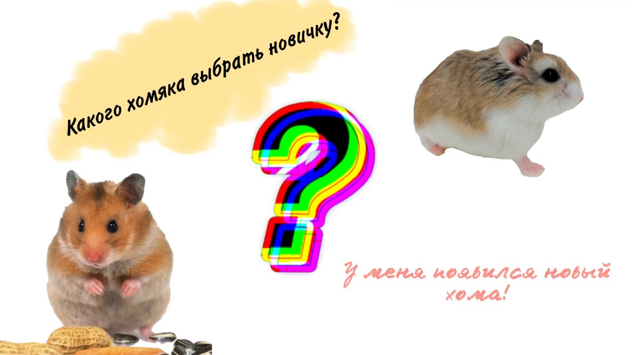 У меня появился НОВЫЙ хома! Какого хомяка выбрать новичку? Видео-беседа