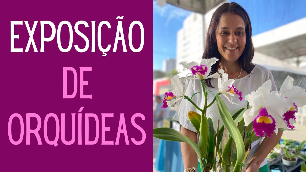 ORQUÍDEAS: EXPOSIÇÃO DE ORQUÍDEAS: Saiba o que comprar e o que não comprar.