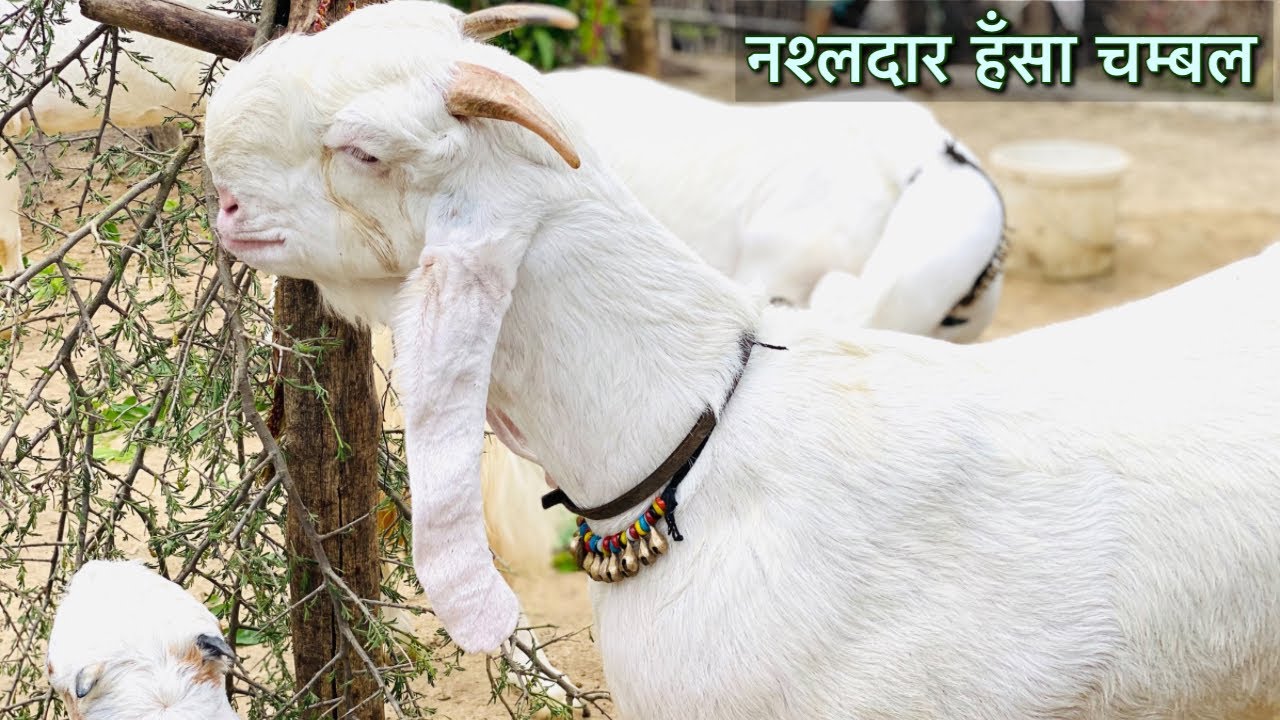 Achi Nashl Ki Biggest Hansa बड़ी फ्रेम की हँसा बकरी चंबल के किशान क्या कीमत में बेचते है
