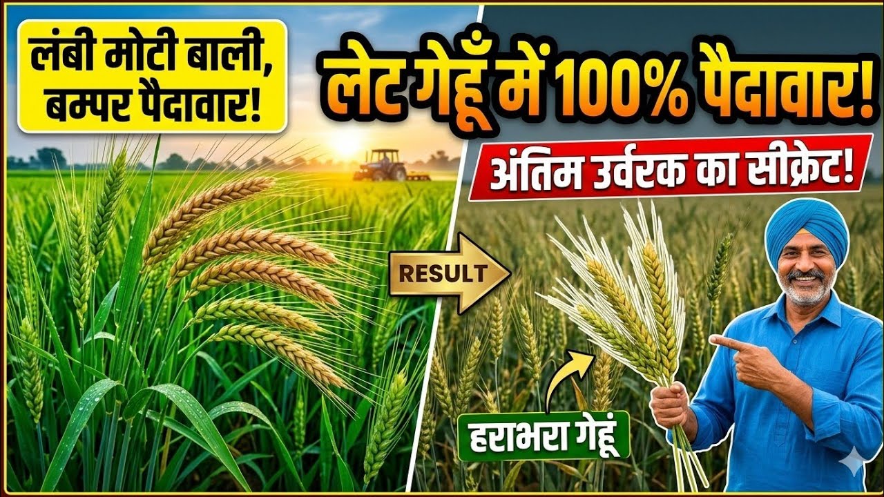 लेट गेहूं से अधिक पैदावार बढ़ाने के लिए मैन किया यह उपाय आप भी अभी कर लीजीए।