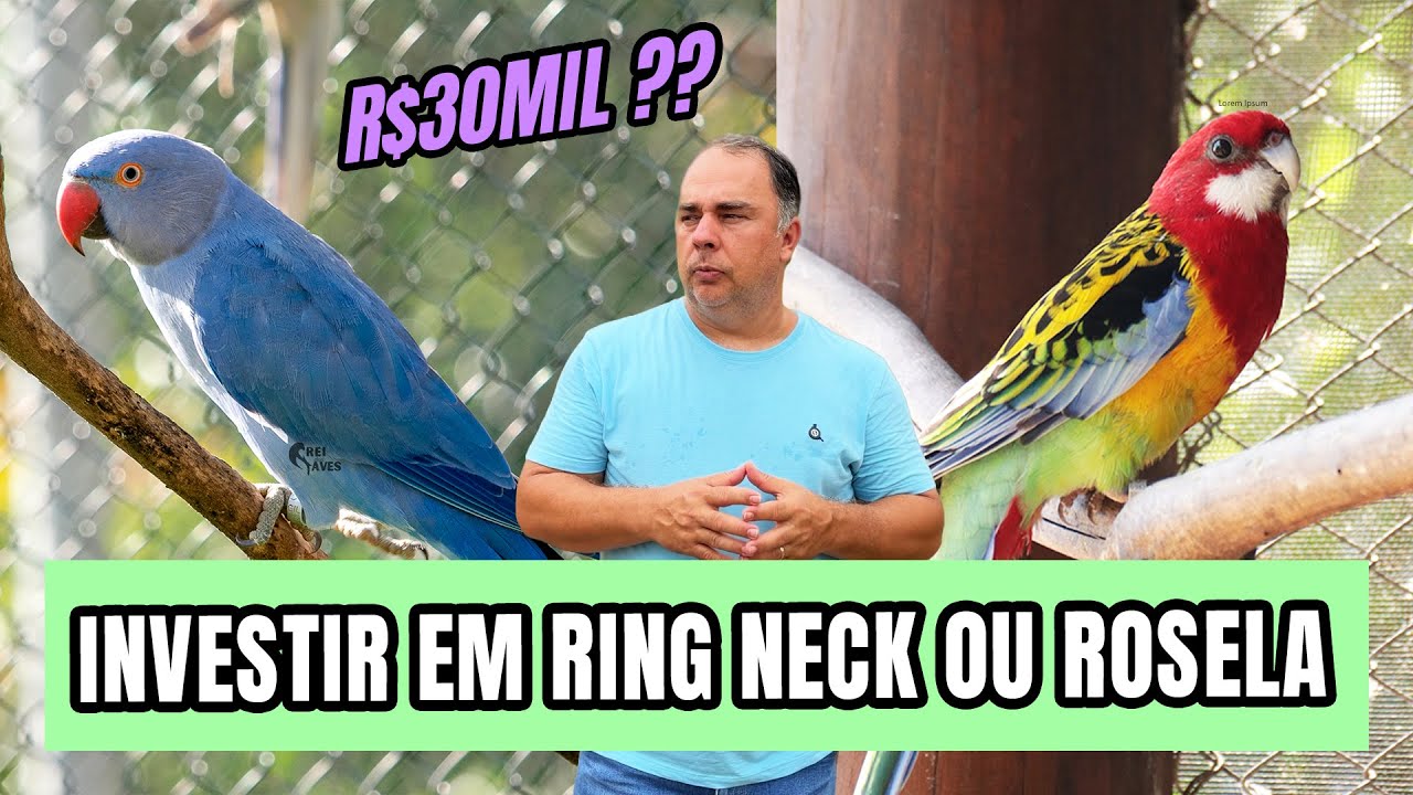VALE MAIS A PENA INVESTIR R$30MIL EM RING NECK OU ROSELA?