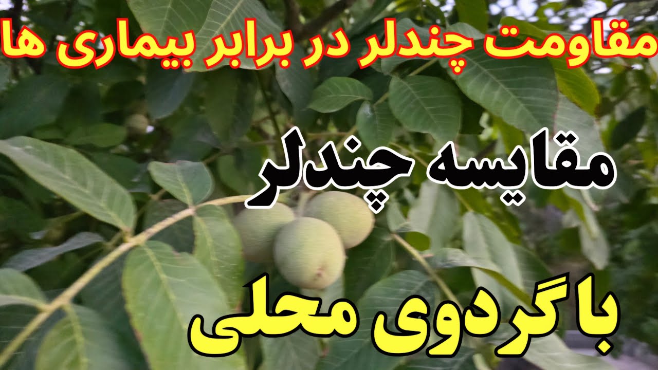 مقاومت گردو چندلر در برابر بیماری ها _ مقایسه گردو چندلر با  رقم های بومی _ #چندلر _ Chandler Walnut
