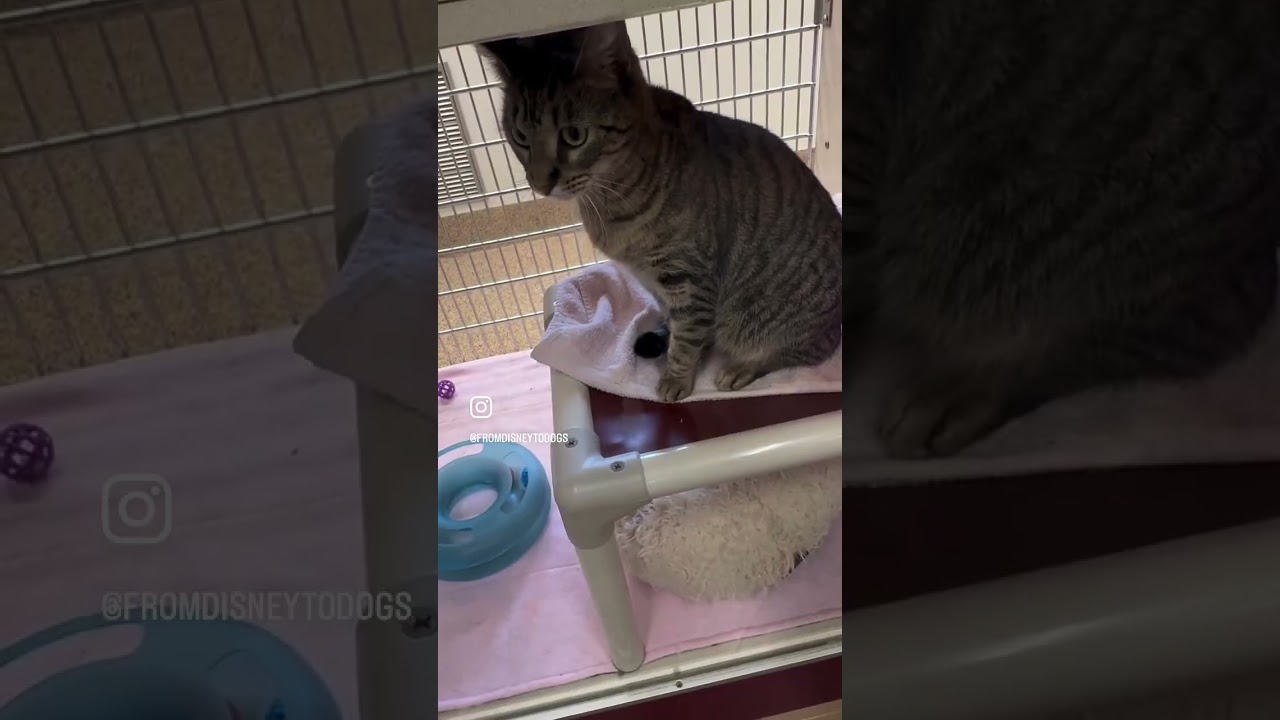 Adoption Wednesday - January 27th! A long one with lots of animals looking for homes! 