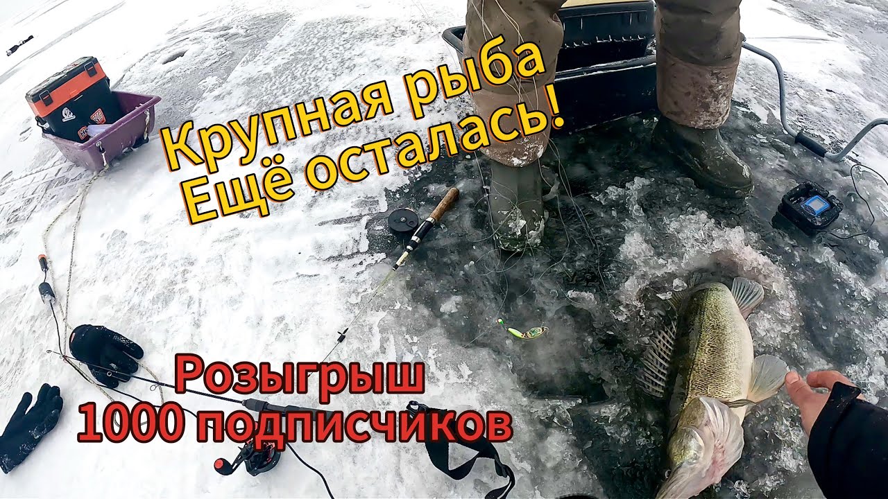 ОН ПРОЛЕЗ В ЛУНКУ! Судаки еще есть! Начало розыгрыша.Зимняя рыбалка 2026.