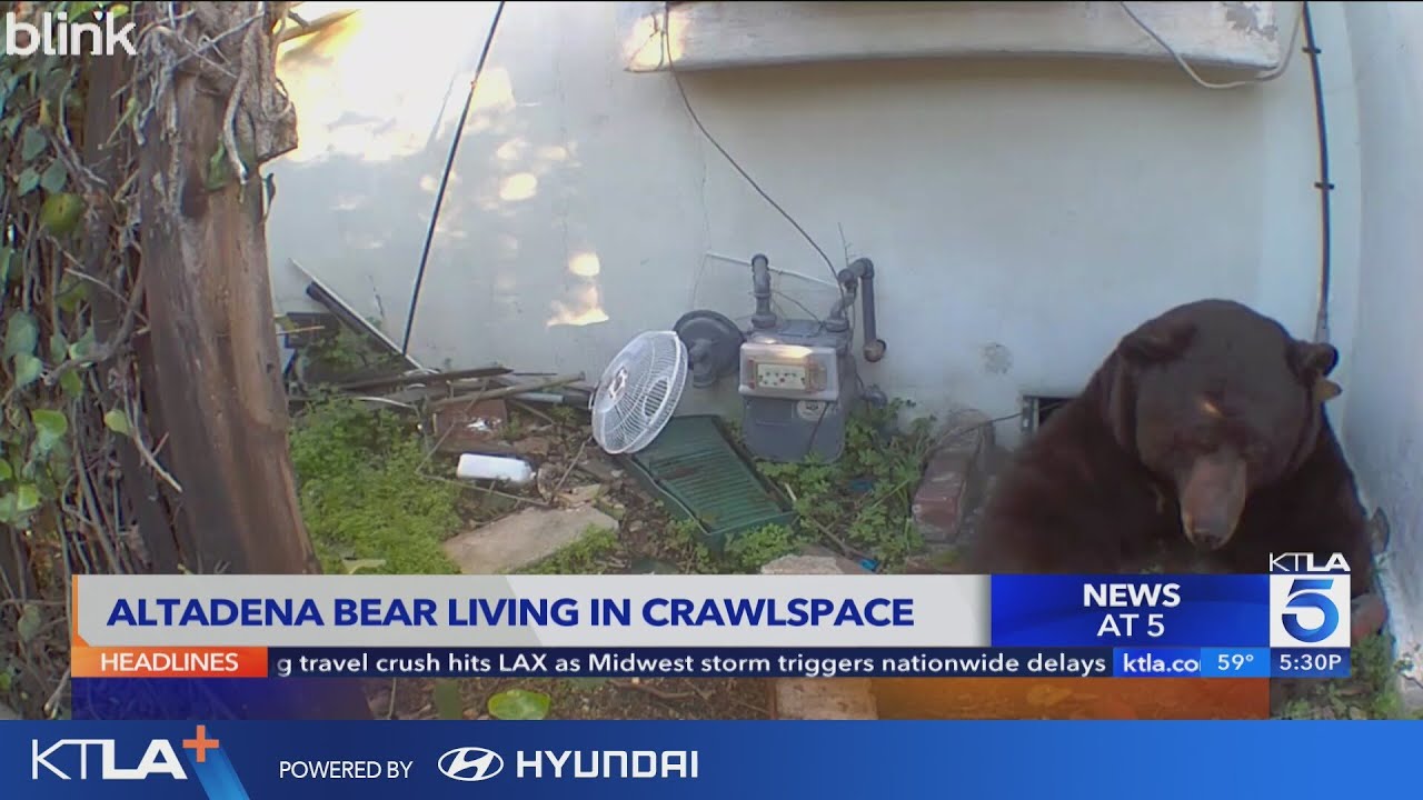 Bear takes up residence under Altadena home, startles homeowner | Wild Animals SoCal