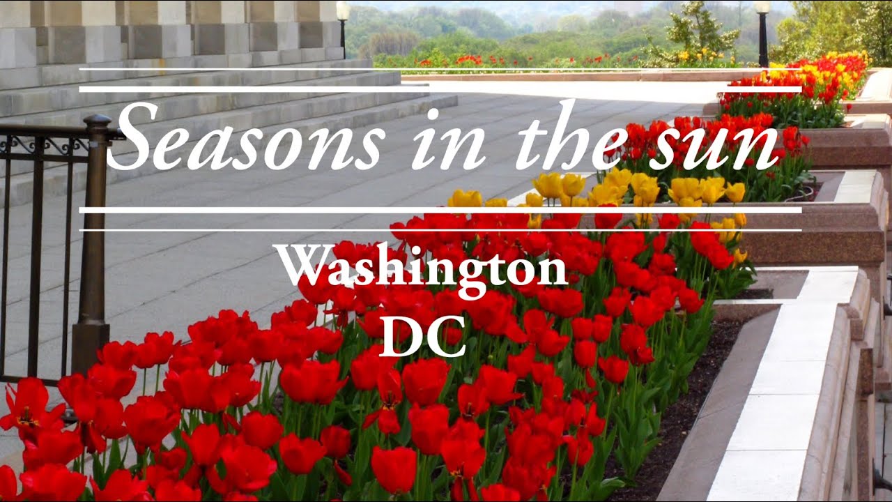 Washington DC on a Spring Day - Funny Walking Time 🇺🇸Seasons in the sun Cherry blossom Walking tour