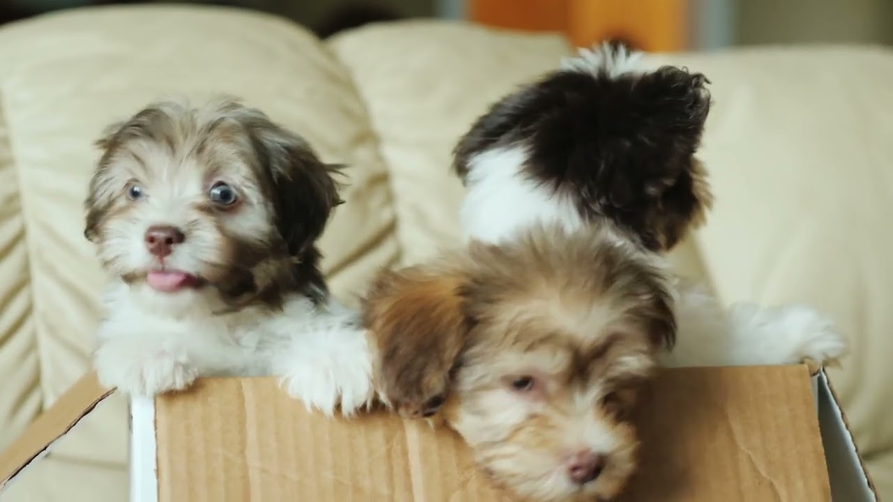 A soothing sleep melody to listen to with your dog│Dreamy Dog Rest