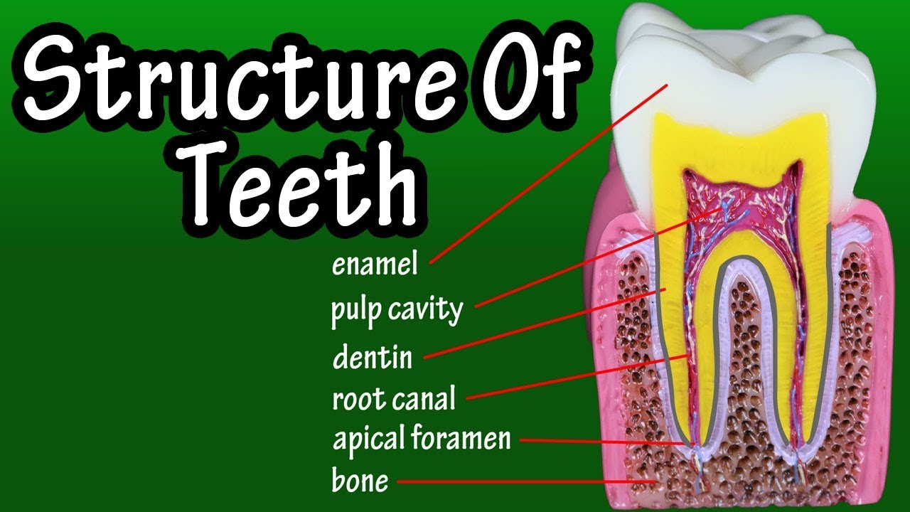 Structure Of Teeth In Humans - Functions Of Teeth In Human Body - Types Of Teeth