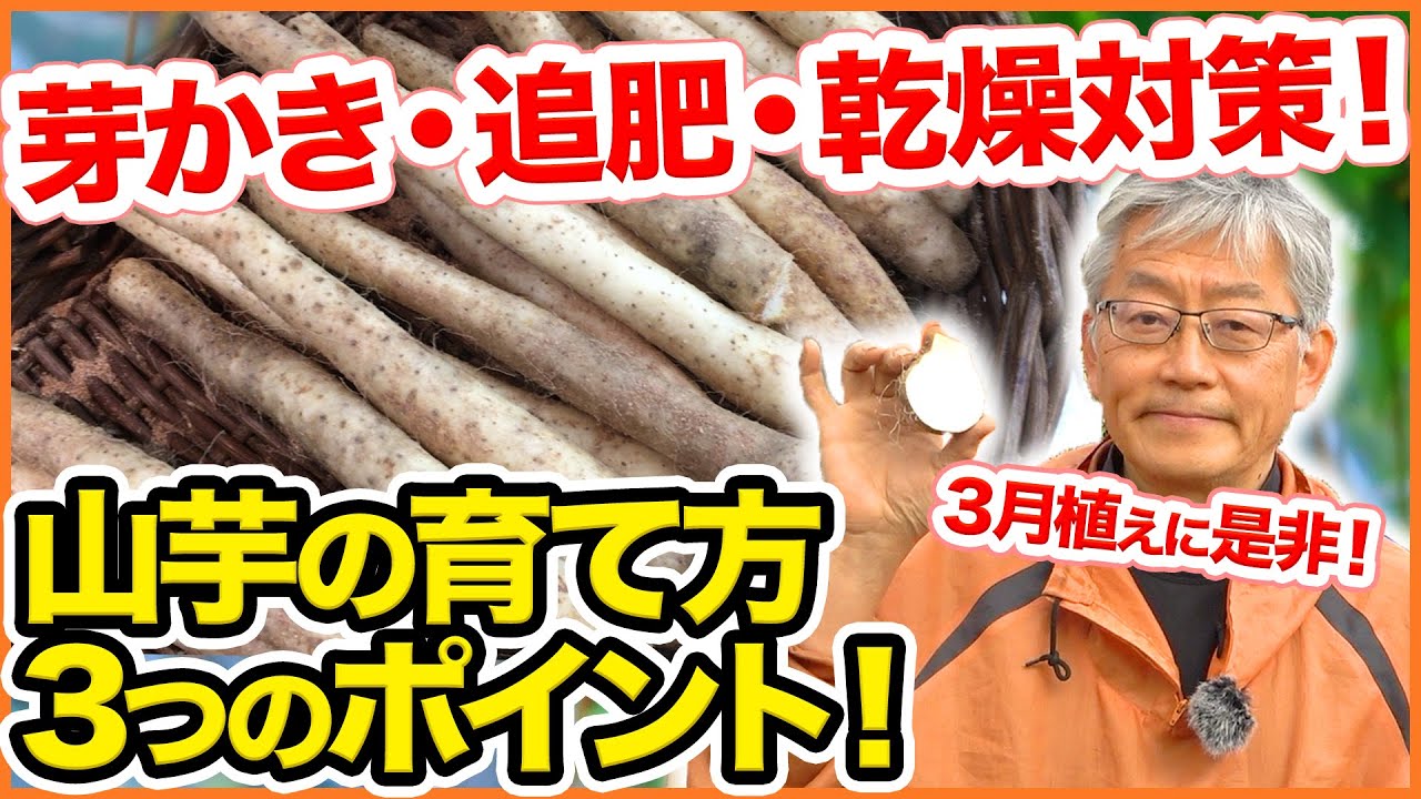 ３月植えおすすめ！山芋（大和芋）の植え方３つのポイントとは！？芽かき・追肥・乾燥対策が重要！【家庭菜園】【長芋】