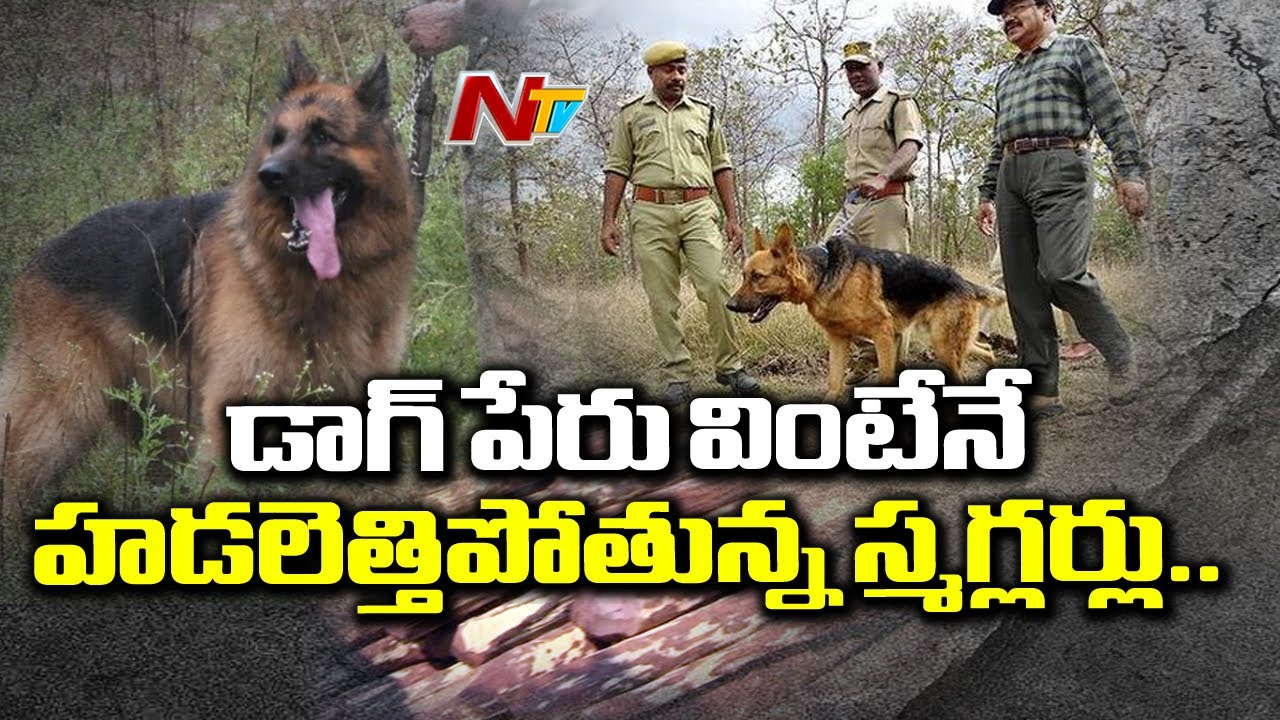 ఆ శునకం పేరు వింటే చాలు వణికిపోతున్న స్మగ్లర్లు | Sniffer Dog To Fight Crime In Forest | NTV