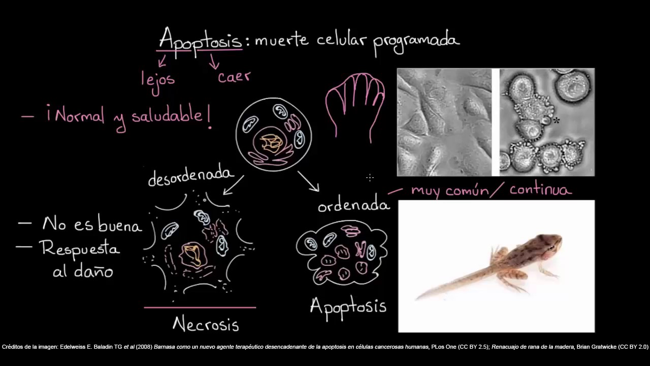 Apoptosis | Biolog&iacute;a del desarrollo | Biolog&iacute;a | Khan Academy en Espa&ntilde;ol