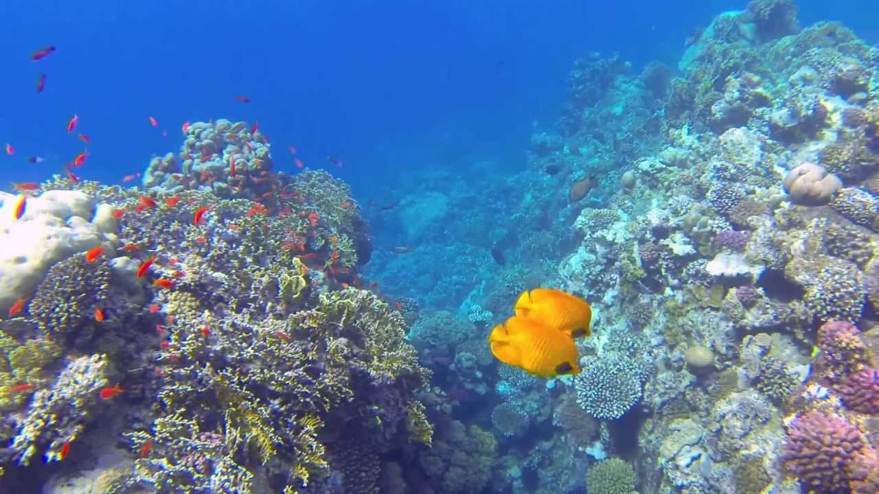 Snorkeling in Marsa Alam Egypt @Coraya Bay 2013 // Schnorcheln am Hausriff!