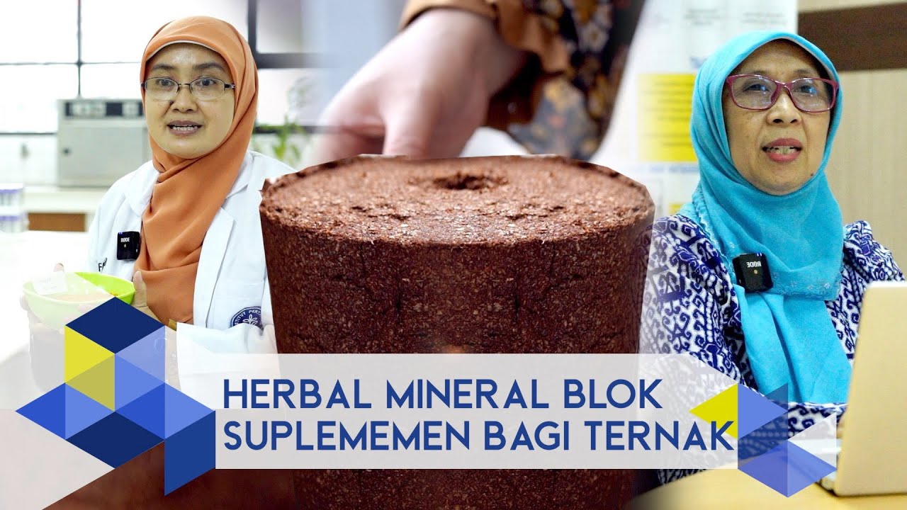 IPB Pedia: Herbal Mineral Blok Suplemen untuk Ruminansia