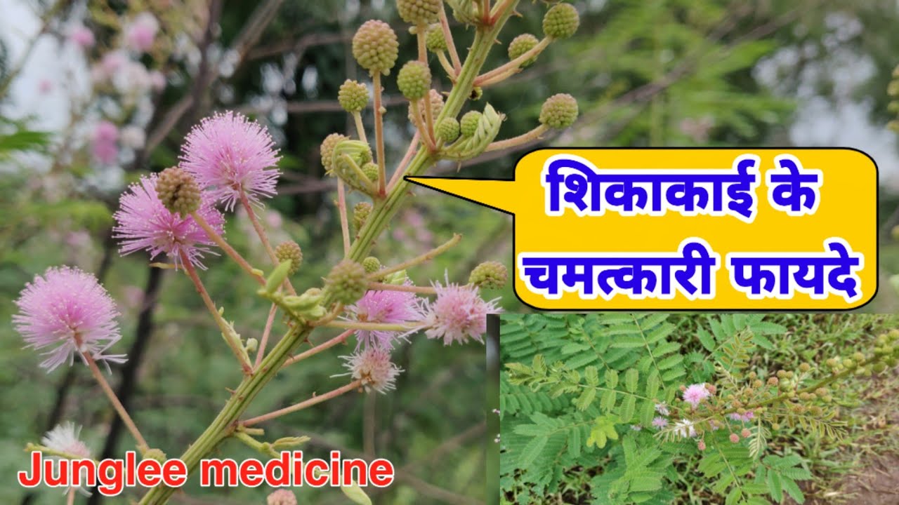 शिकाकाई की पहचान और अद्भुत चमत्कारी फायदे /Shikakai/Acacia augata