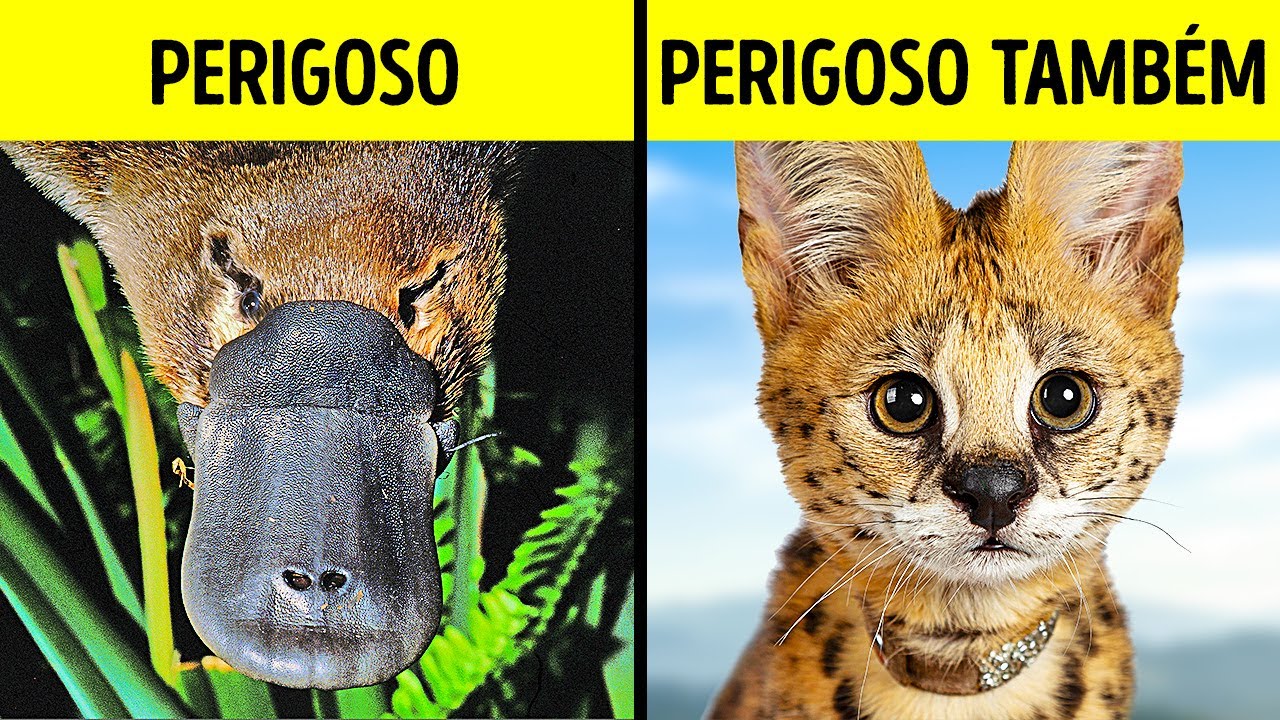 11 Animais Fofos com Perigos Ocultos que Você Precisa Saber