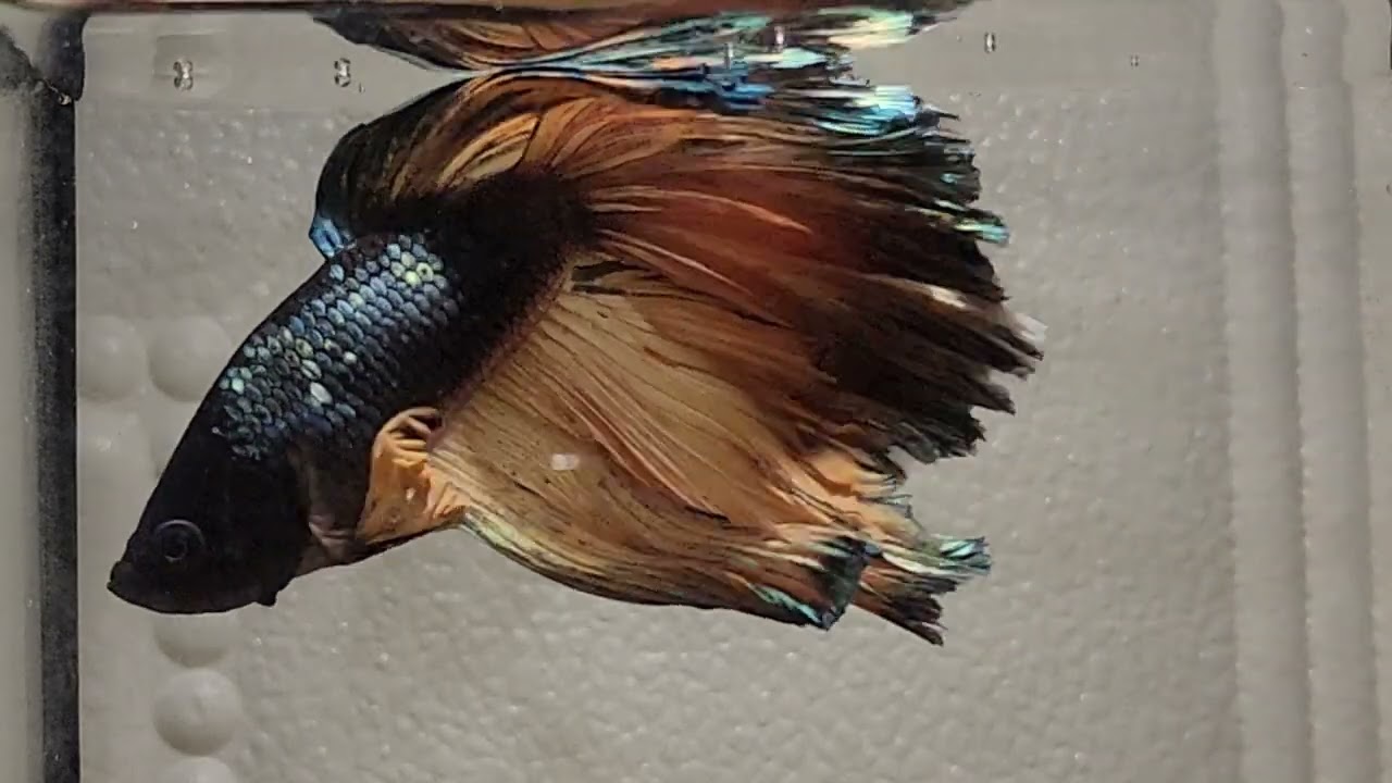 One Betta Fish That Stole Everyone’s Attention