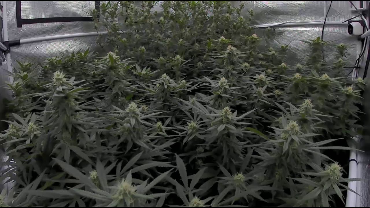 2/7/21 Daily Update DAY 32 OF FLOWER Sunshine Mix #4