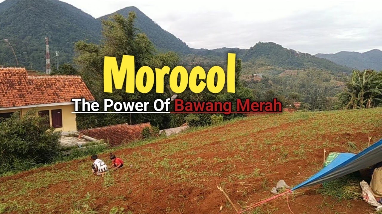 Panen Bawang Merah Dan Proses Morocol