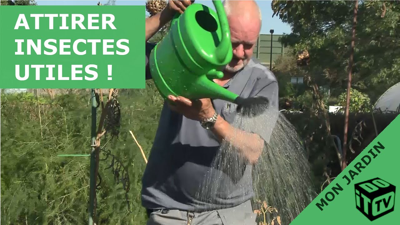 Attirez des insectes utiles dans votre jardin ! | Mon jardin