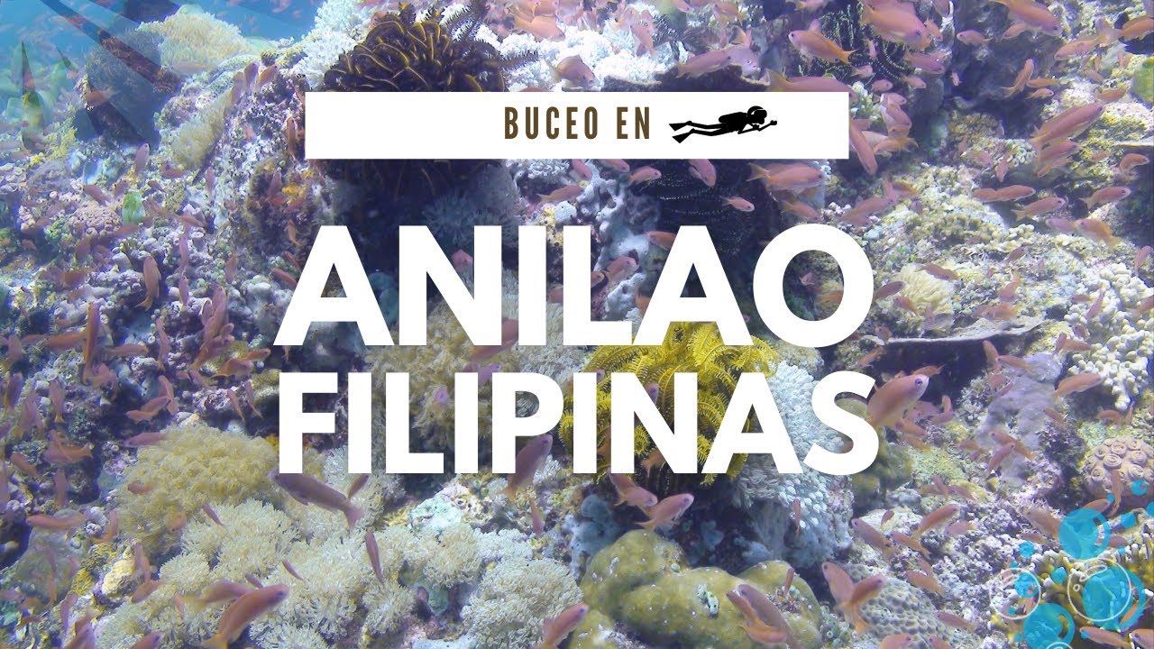 BUCEANDO en Anilao, Filipinas : una experiencia increíble. #buceo #anilao #scubadiving