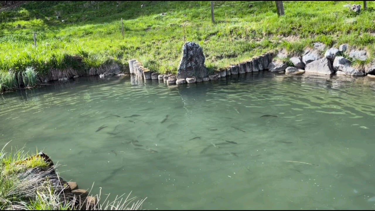 Teichkönig von Niederwies  - Grander Edition