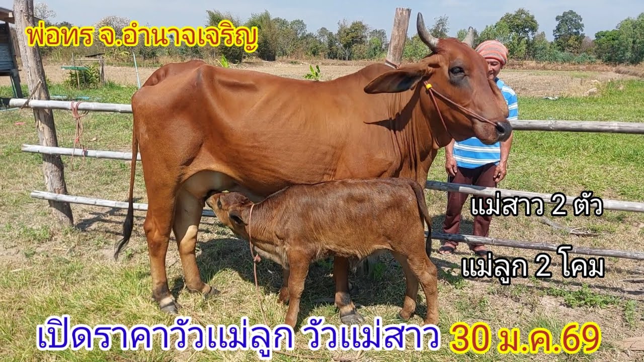เปิดราคาวัวเเม่ลูก วัวเเม่สาว (30ม.ค.69)พ่อทร บ.ทวีผล อ.ปทุมราชวงศา จ.อำนาจเจริญ