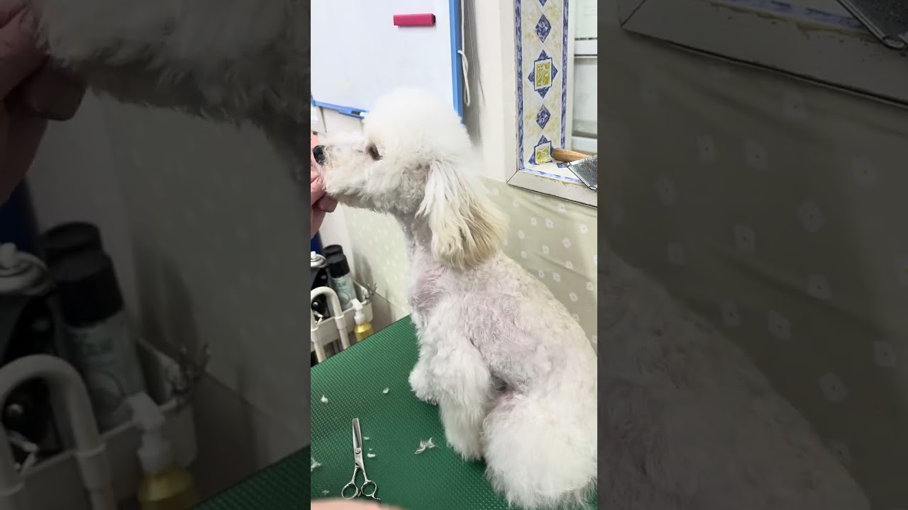 坂下さんから、沼田さんへ　バリカンとカット✂️