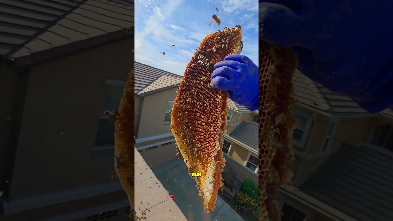 Fresh White Comb vs. Aged Honey Hive &ndash; Roof Cut Open | #bee #shorts #wildlife