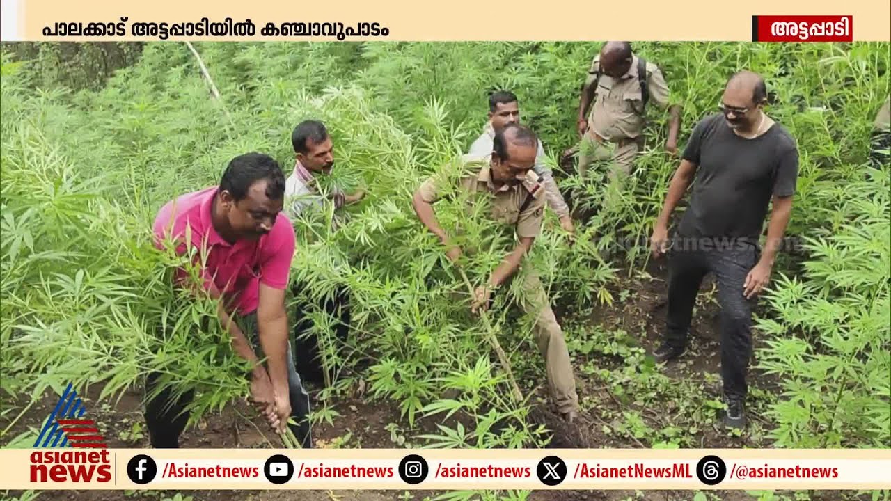 അട്ടപ്പാടിയിൽ കഞ്ചാവ് പാടം; 395 ചെടികൾ കണ്ടെത്തി നശിപ്പിച്ച് എക്സൈസ് | Attappadi | Cannabis