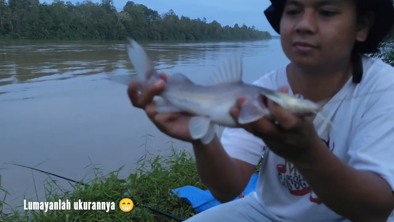 Kondisi air lagi naik | strike ikan baung