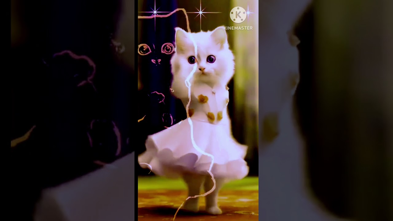 New al cat dance video 