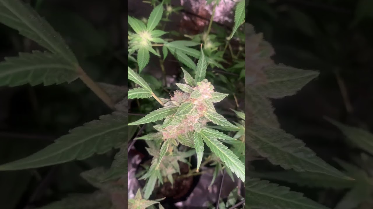 Grandaddy purple auto week 5 of flower #cannabisdaily #medicalcannabis #foryou #growth #diy #auto
