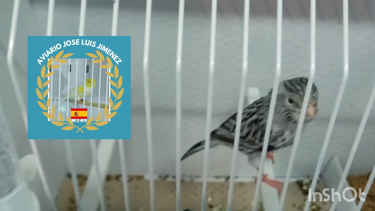 INTERNACIONAL SOR MODENA 2025 . 1ª PARTE MELÁNICOS EQUIPOS PREMIADOS.