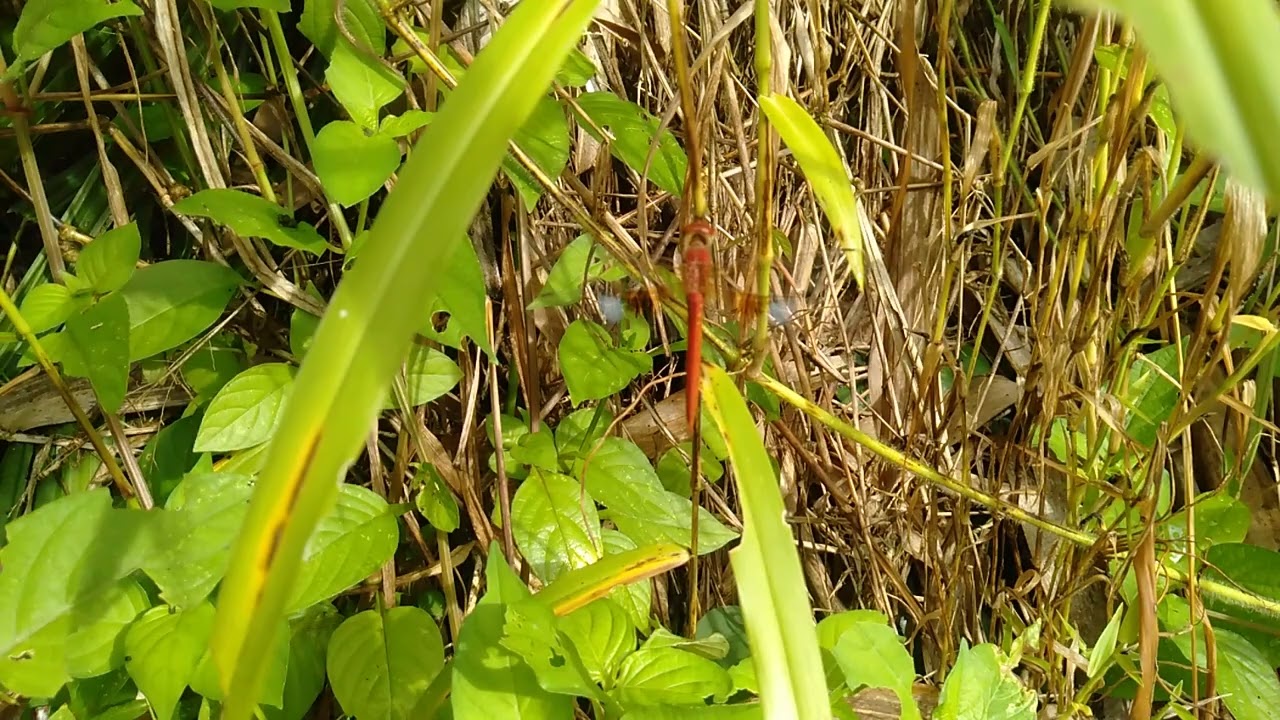 Red Dragonfly with Transparent Wings and a Little White in the Middle Back