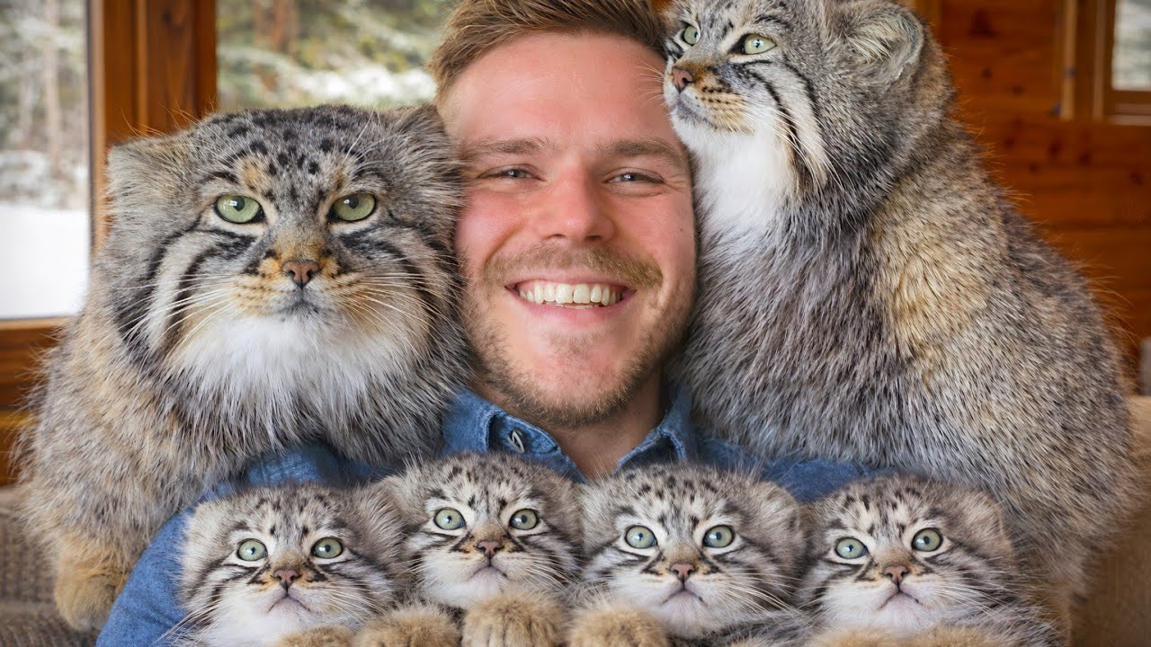 I Rescued a Pallas Cat From Freezing… Worst Decision Ever