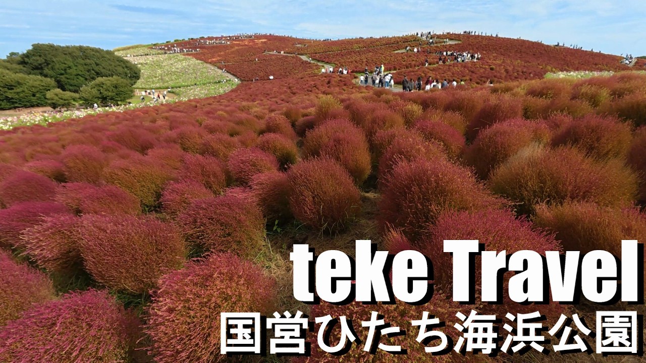 【観光】国営ひたち海浜公園/茨城県ひたちなか市 まるで絵本の世界！コキアとコスモスの楽園