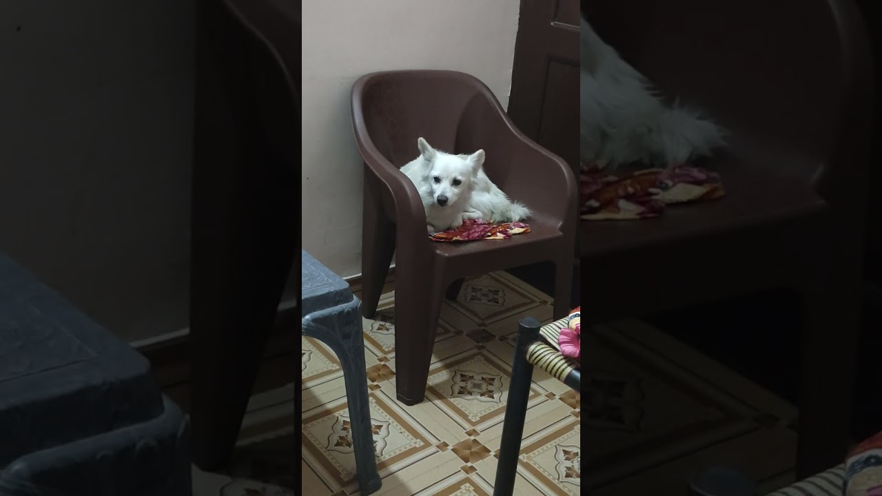 Saffi ko sone ki adat ho gyi hai 😅#cat #subscribe #dog #love #shorts #viralvideo