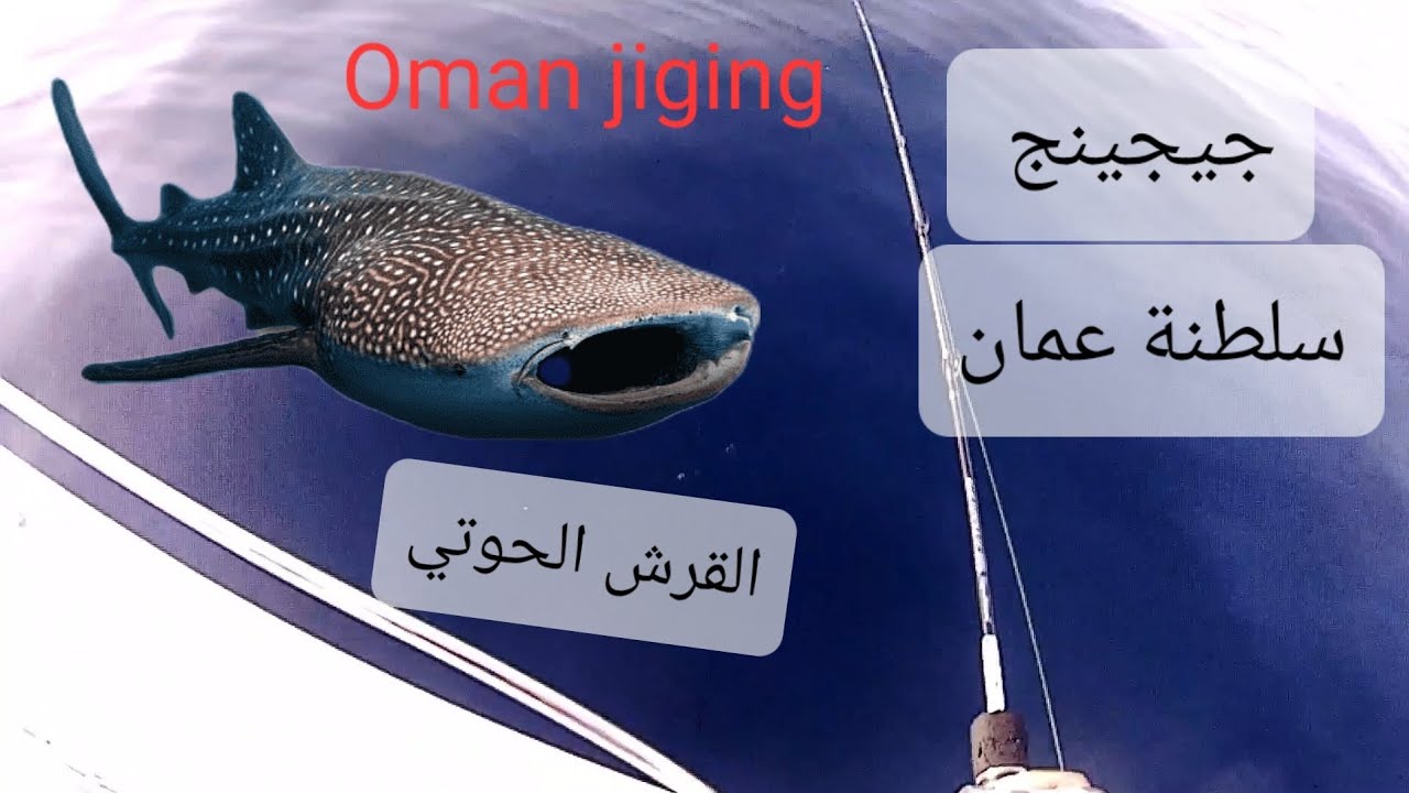 جيجينج راس أبو داوود قريات سلطنة عمان مع رؤية القرش الحوتي Oman jiging