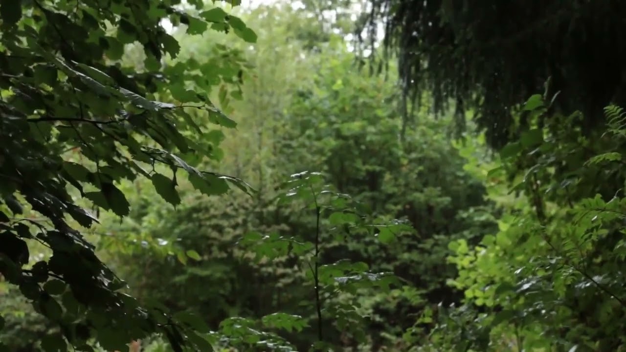 Light Misty Rain in Green Forest