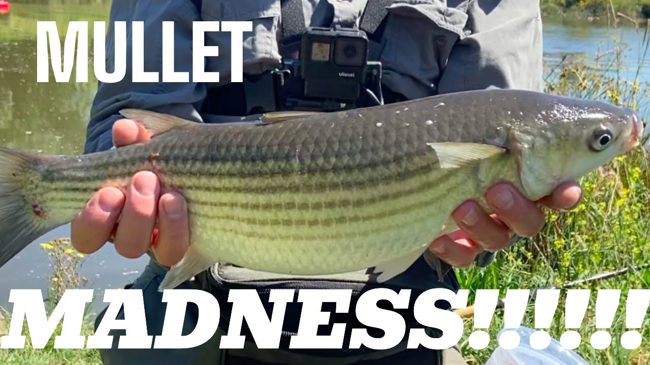 Mullet Fishing with Bread - These hard fighting fish drive you mad!