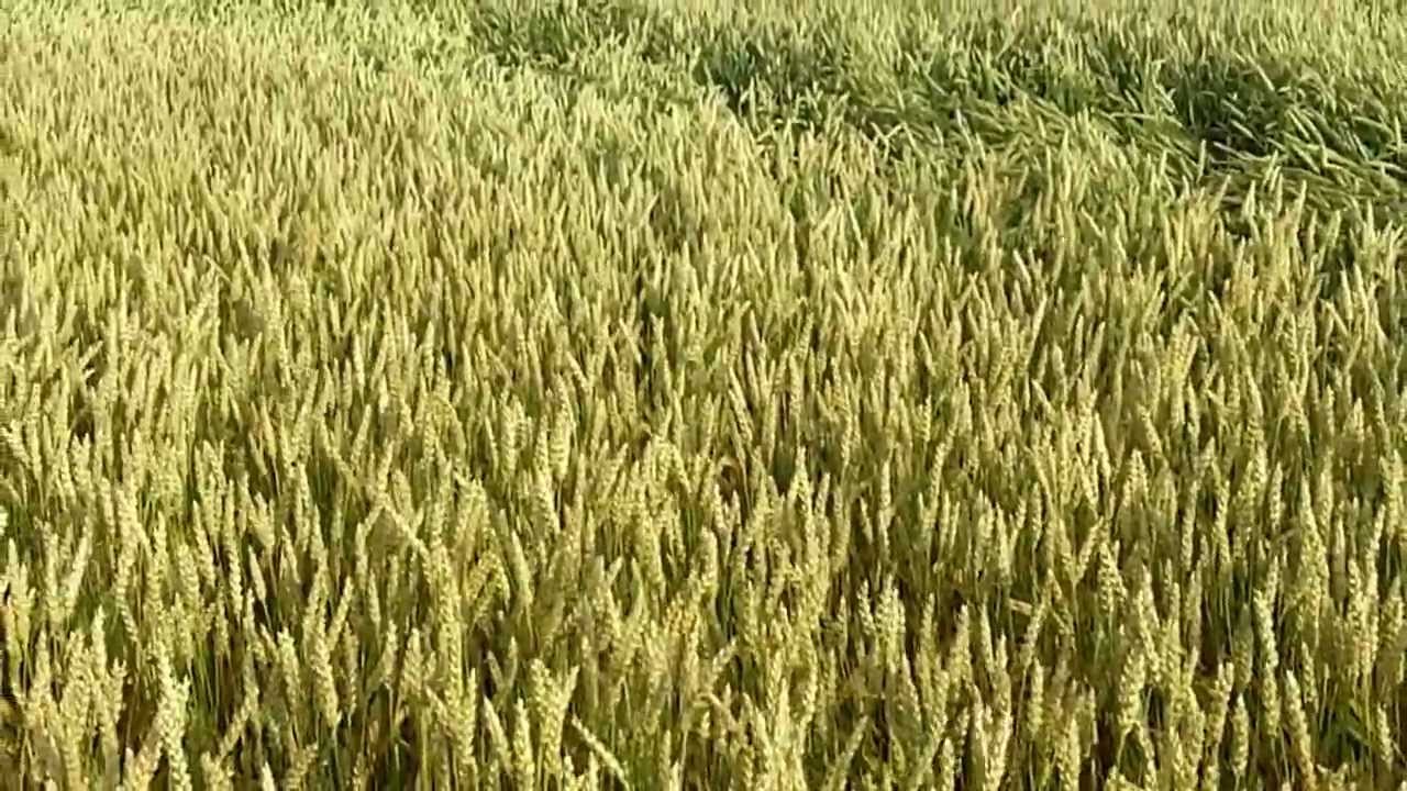 Cover Crop Medium Red Clover sown into highly productive wheat