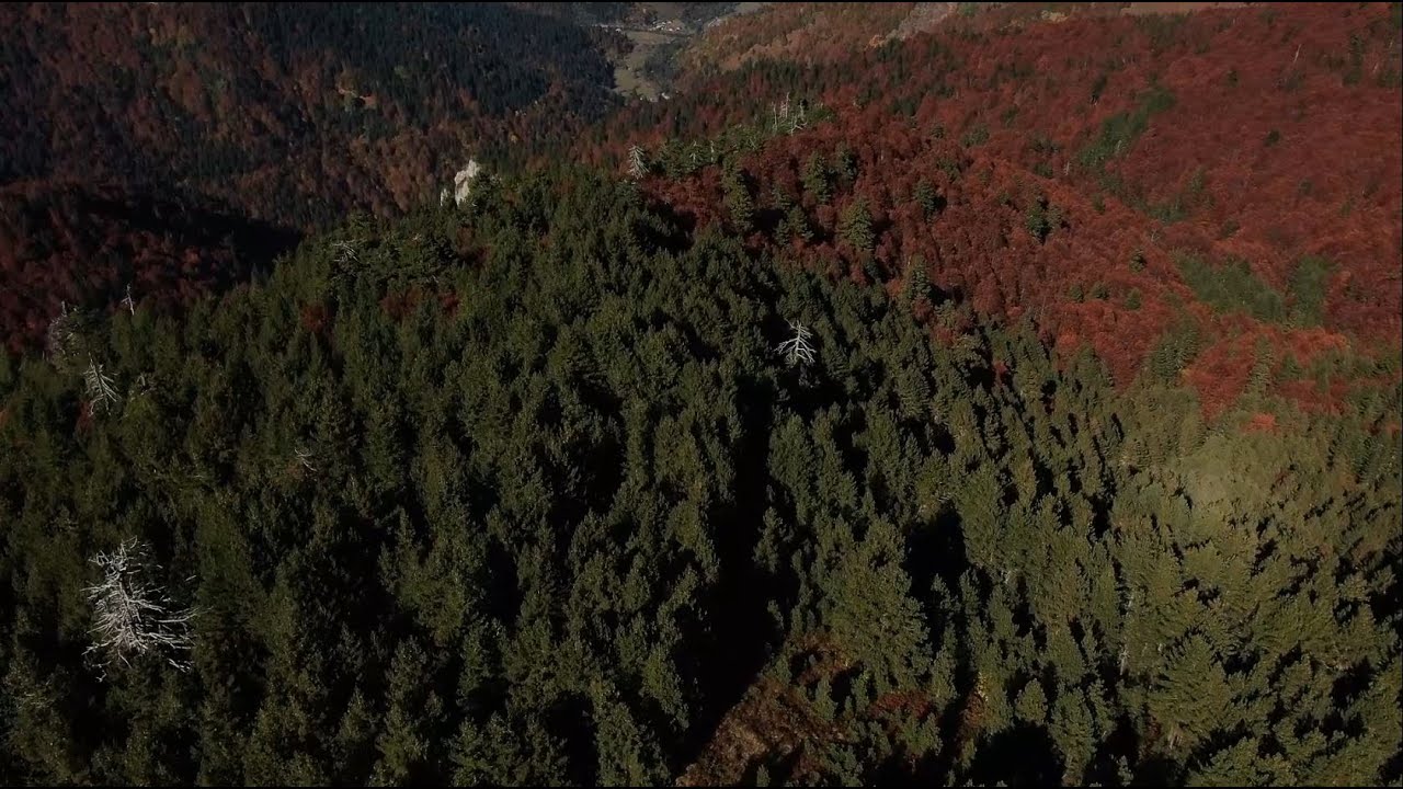 Prokletije: Šume