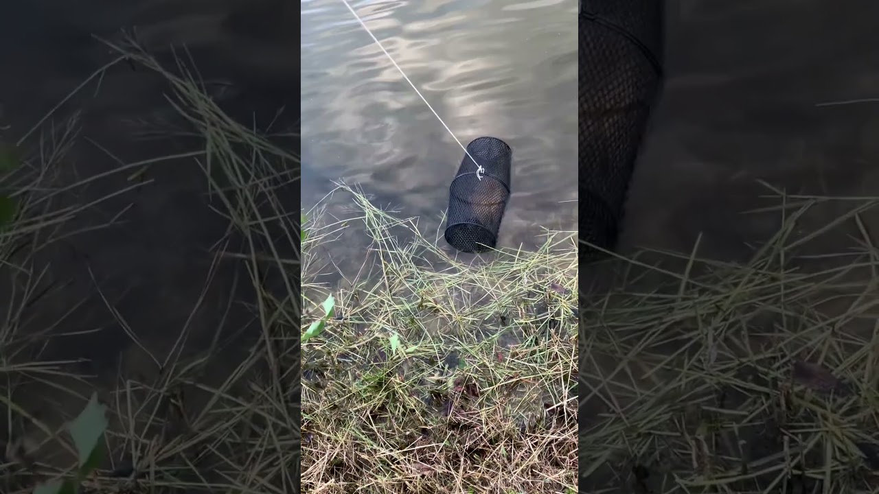 Minner trap was loaded#minnow trapping
