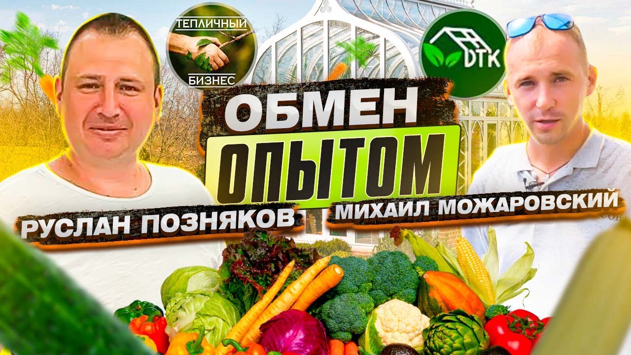 Обмен опытом выращивания томатов в теплице. В гостях у ТД Киссон Руслан Позняков (@Тепличный Бизнес)