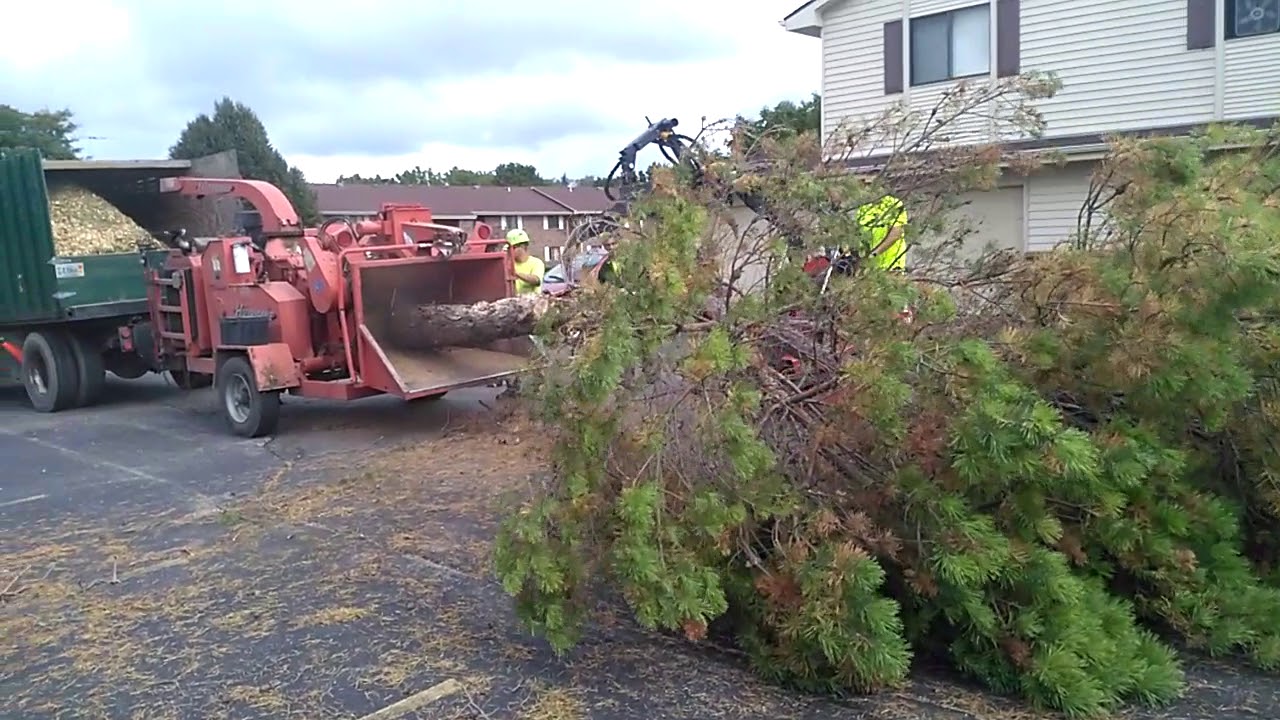 Pine tree in morbark hurricane
