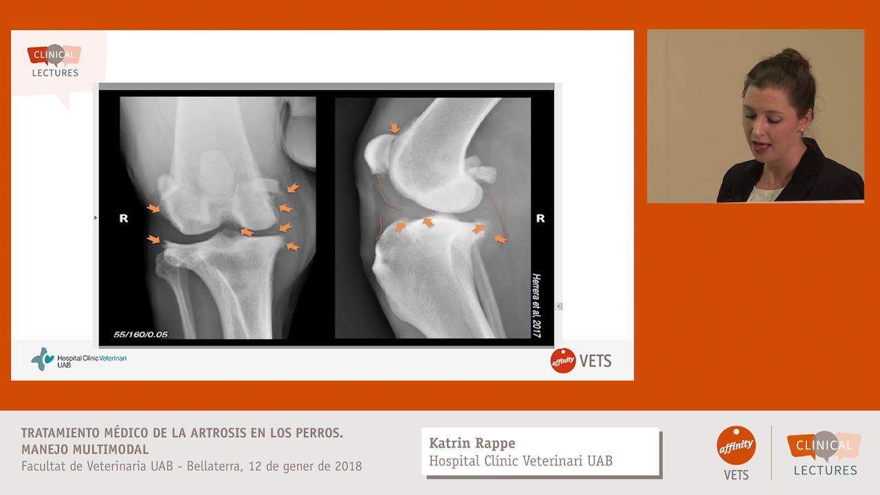 Cómo afrontar el tratamiento de la artrosis canina (Dra. Katrin Rappe)