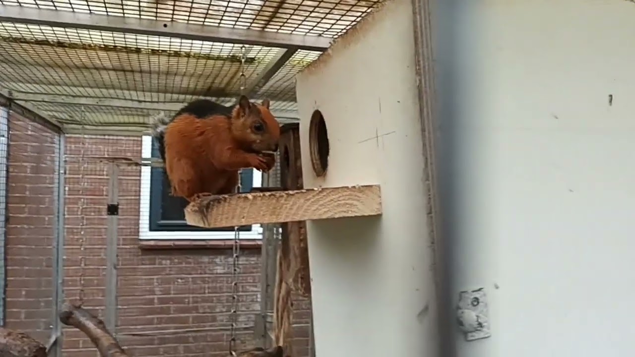 Rood Bruin Artirufus Eekhoorn
