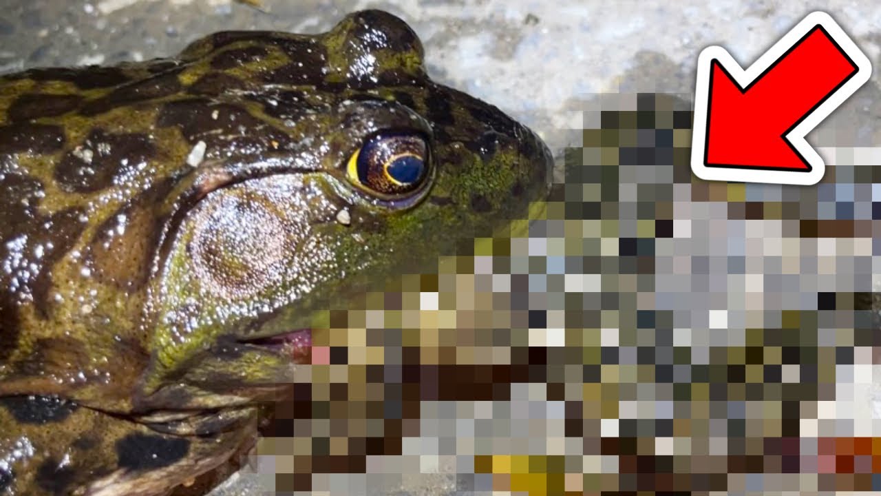 【閲覧注意】捕獲したウシガエルがとんでもないものを吐き出しました。。