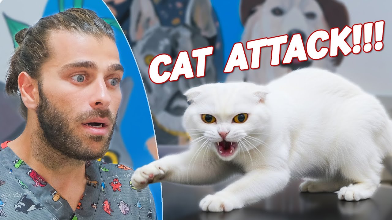 Кусается, царапается и дерётся! (Непослушный котёнок вышел из-под контроля!)