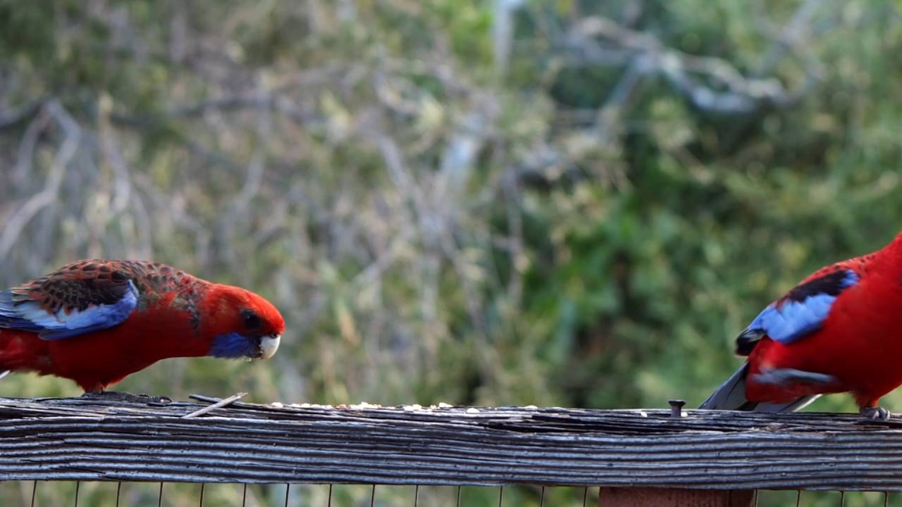 Crimson Rosellas